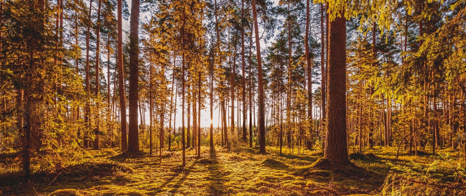 IL LEGNO, LA NATURA E LA NOSTRA POLITICA AMBIENTALE.