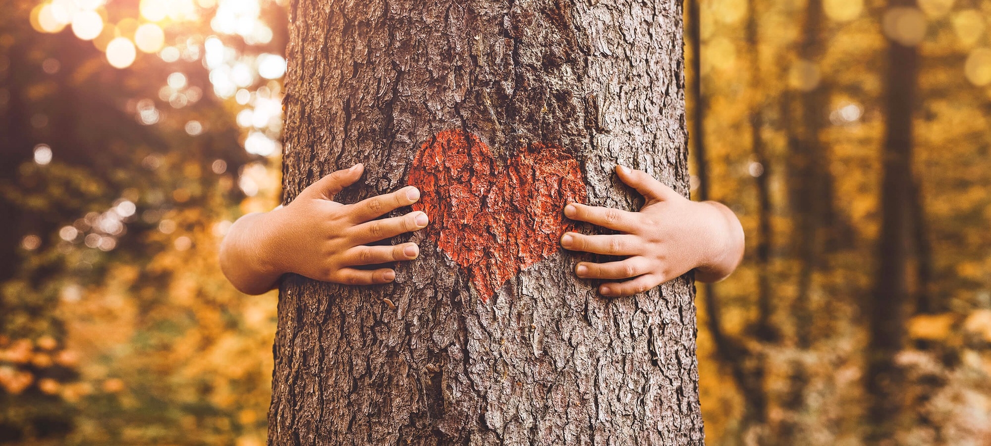 IL LEGNO, LA NATURA E LA NOSTRA POLITICA AMBIENTALE.