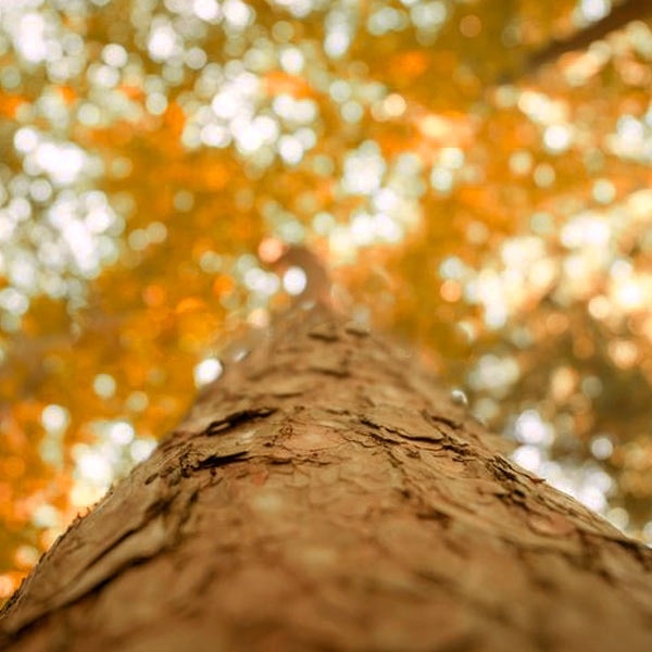 IL LEGNO, LA NATURA E LA NOSTRA POLITICA AMBIENTALE.